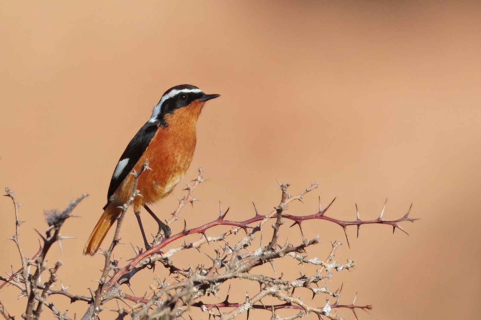 image Moussier's Redstart